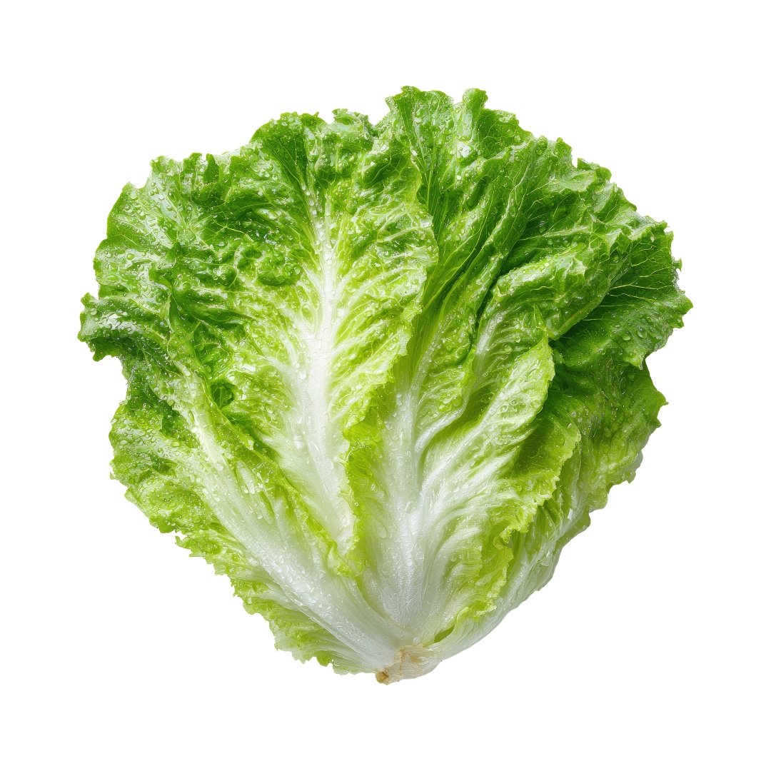 Multiple Lettuce Romaine Giant Caesar heads with upright crisp green leaves ready for harvest