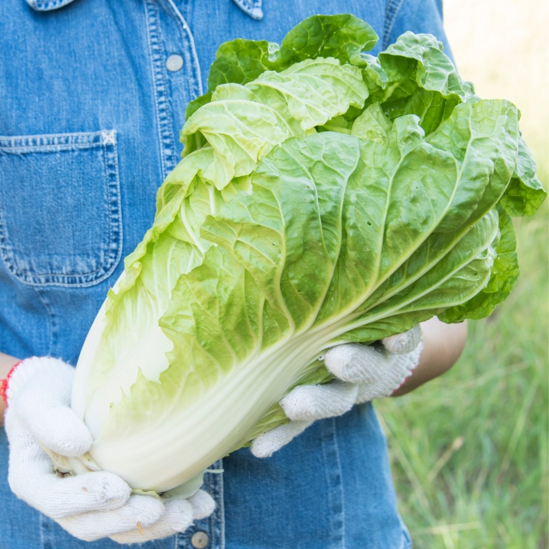 Lettuce Romaine Giant Caesar head shown as ideal lettuce for Caesar salad and fresh kitchen use