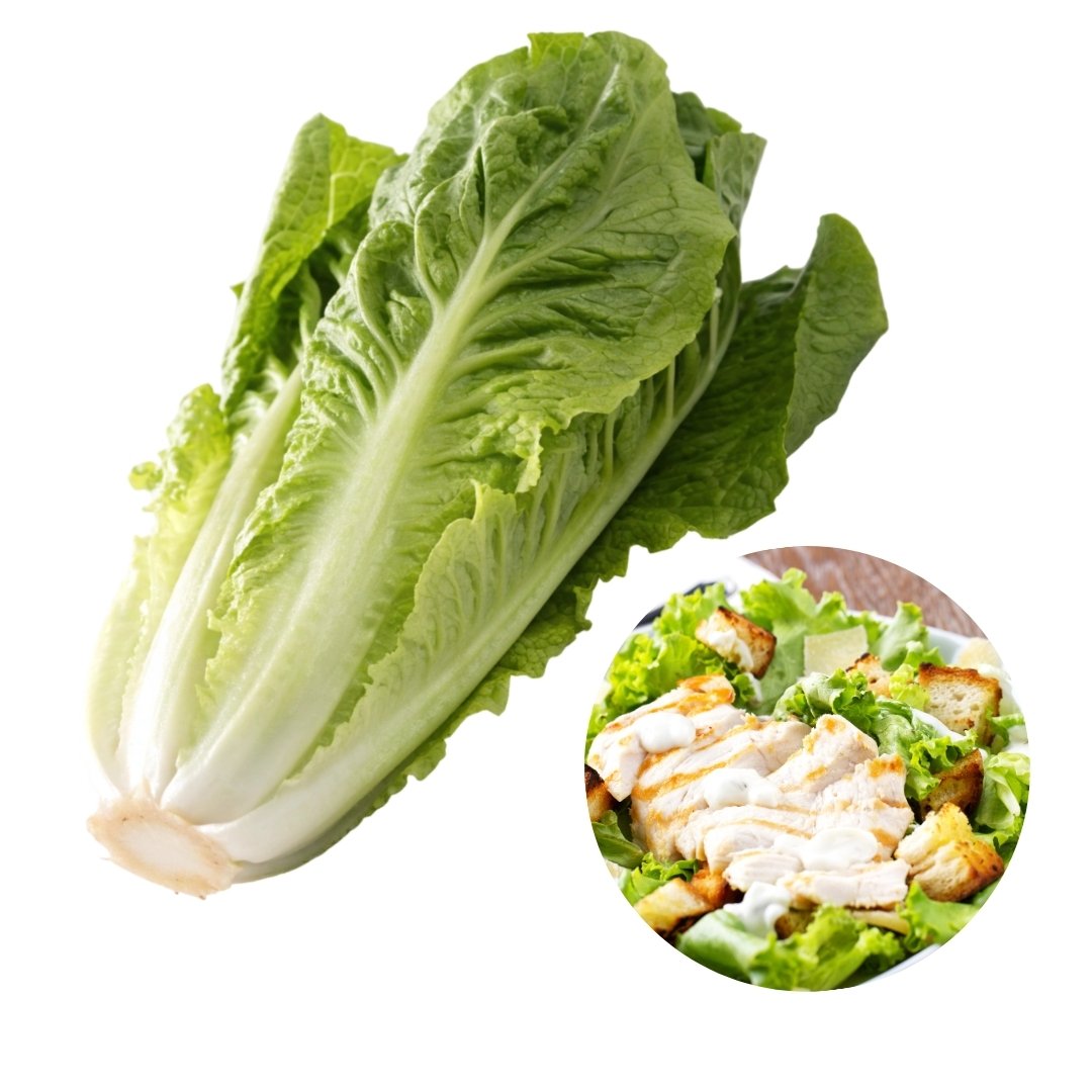 Lettuce Romaine Giant Caesar harvested fresh with large crisp bright green leaves in a home garden