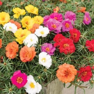 Portulaca Double Mix Seeds