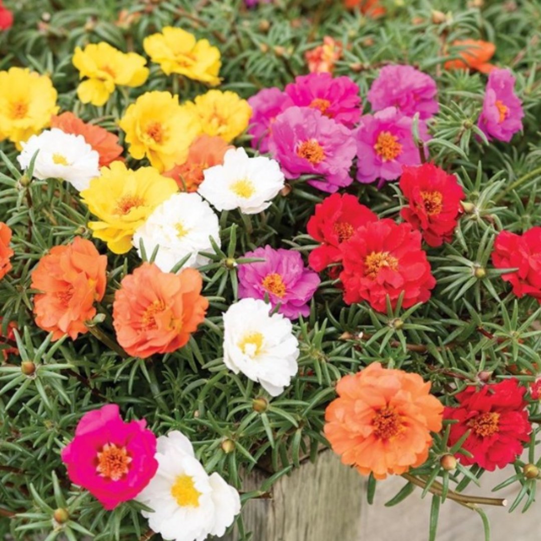Portulaca Double Mix Seeds