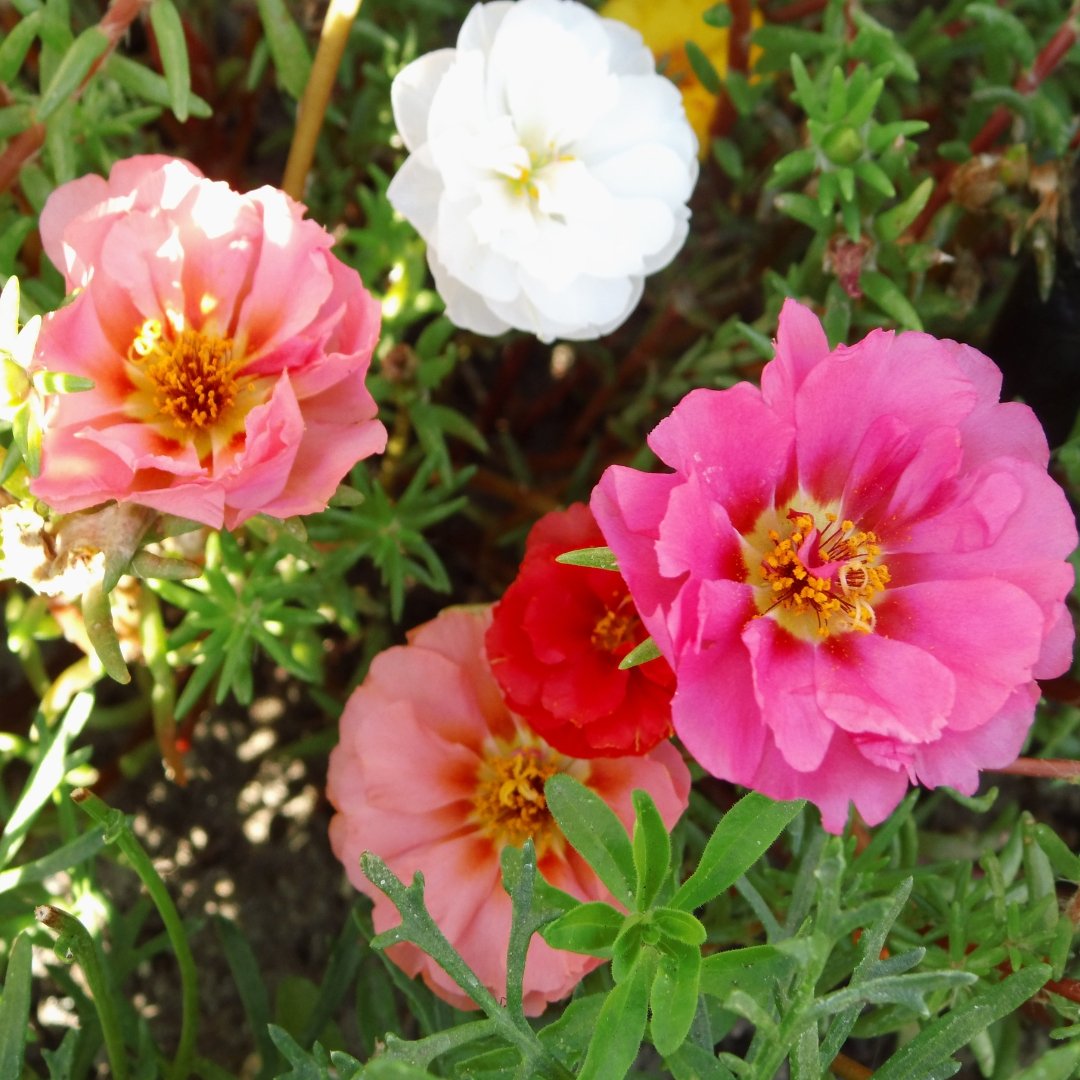 Portulaca Double Mix Seeds