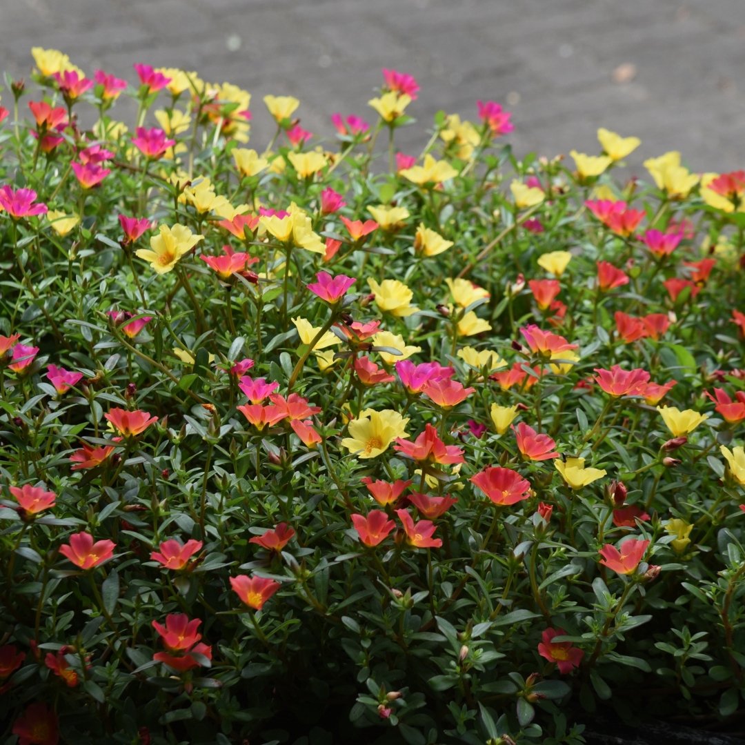 Moss Rose Double Flower Mix