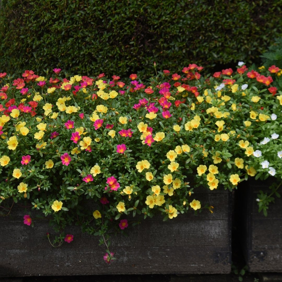 Portulaca Double Mix Seeds 1 Gram – Moss Rose Double Flower Mix | Portulaca grandiflora | Drought-Tolerant Colorful Summer Garden Flowers - Image 4