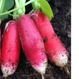 Radish China Rose Organic elongated pink-red radishes growing in soil with white root tips