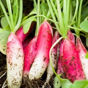Radish China Rose Organic heirloom rose-red radish roots with tapered shape for cool season home garden planting