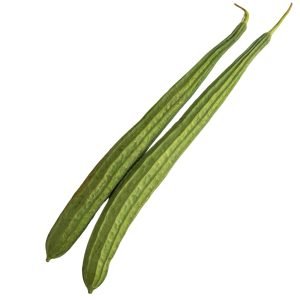 Ridge Gourd Bumper Hybrid Seeds angled luffa variety with long tender green ridged fruits for trellis growing in USA home gardens