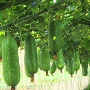 wax gourd taj hybrid seeds