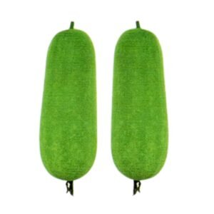Wax Gourd Taj Hybrid Seeds winter melon variety with smooth shiny green fruits for planting in USA home gardens