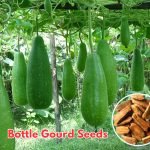 Bottle Gourd Seeds with mature bottle gourds growing on trellis