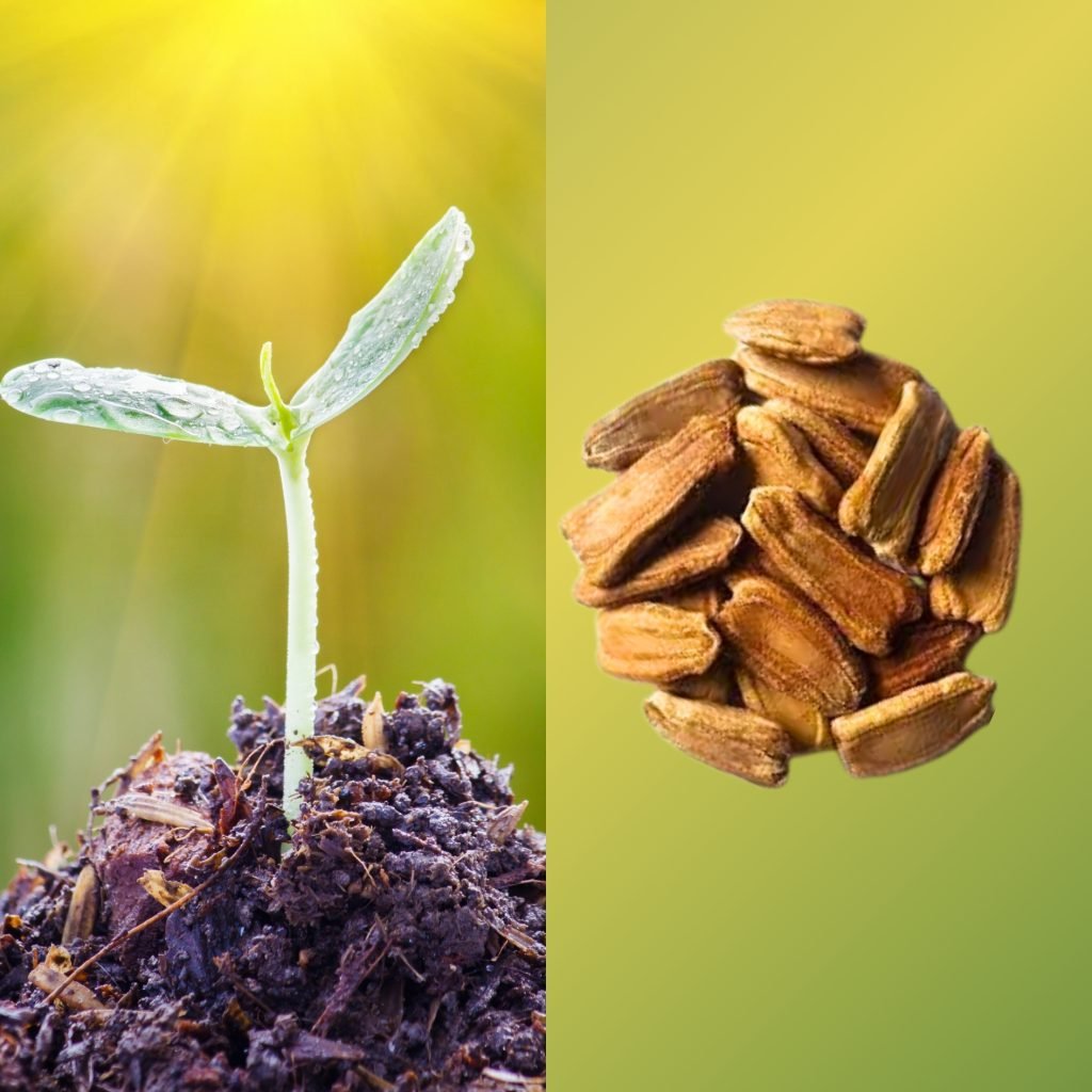 Bottle gourd seed germination and bottle gourd seeds