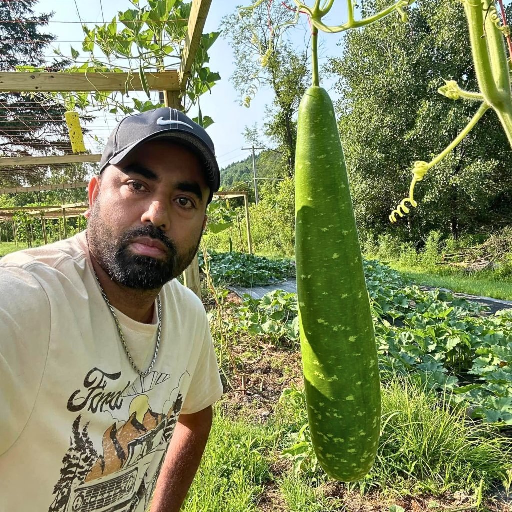 Large bottle gourd harvest from trellis garden