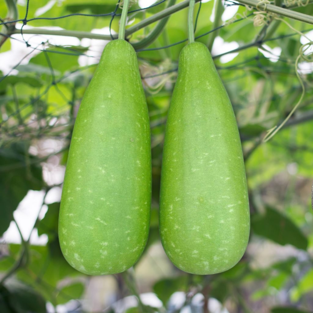 Close-up of young bottle gourd fruits growing on vine