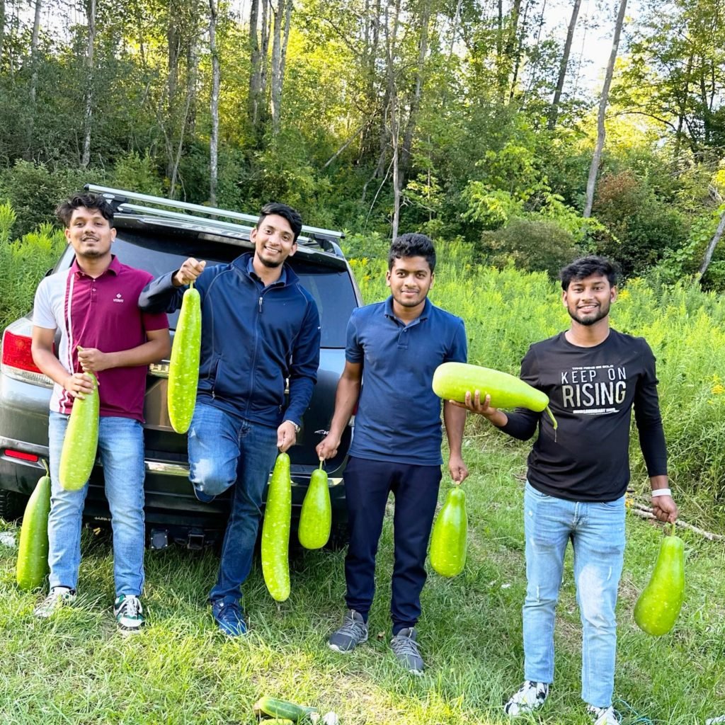 Large bottle gourd harvest from trellis garden
