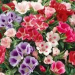 Clarkia Elegant Wildflower Seeds pink Clarkia unguiculata flowers blooming in garden, Pink Clarkia flowers in cottage garden border from Clarkia Elegant Wildflower Seeds