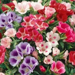 Clarkia Elegant Wildflower Seeds pink Clarkia unguiculata flowers blooming in garden, Pink Clarkia flowers in cottage garden border from Clarkia Elegant Wildflower Seeds