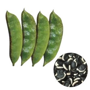 Country Bean Goal Gaddah Seeds specialty climbing bean for USA gardeners