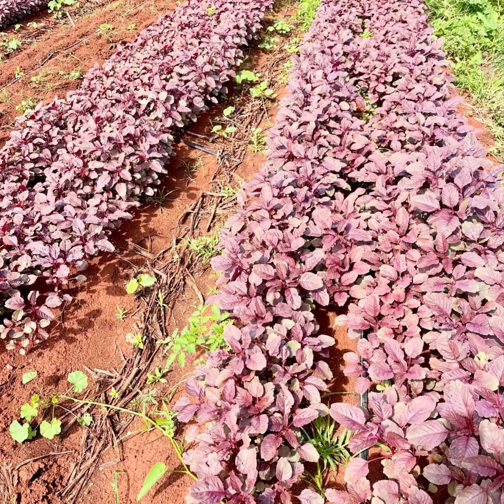 Red Amaranth plants growing in garden rows