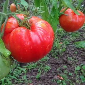 Large pink heirloom tomato sliced open showing seeds, Tomato Belgium Giant Seeds for home garden and raised bed growing