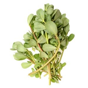 Fresh green purslane leaves and stems for edible garden planting