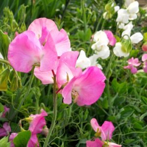 Mammoth Sweet Pea mix flower seeds colorful bouquet of fragrant sweet peas