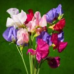 Mammoth Sweet Pea Lathyrus odoratus mix seeds pink fragrant climbing sweet pea flowers, White and pink Mammoth Sweet Pea flowers growing on climbing vine in garden