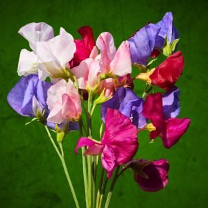 Mammoth Sweet Pea Lathyrus odoratus mix seeds pink fragrant climbing sweet pea flowers, White and pink Mammoth Sweet Pea flowers growing on climbing vine in garden