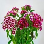 Sweet William Dianthus barbatus mix seeds pink red white and bicolor flowers, Sweet William flowers with fringed petals in pink magenta red and white shades