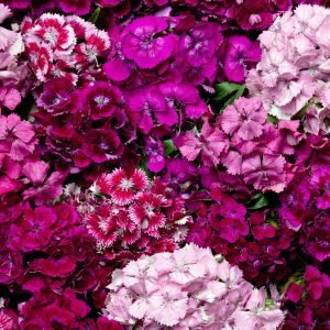 Fragrant Sweet William blooms for pollinator gardens and cut flower planting, Sweet William dianthus flowers for borders containers and cottage garden displays
