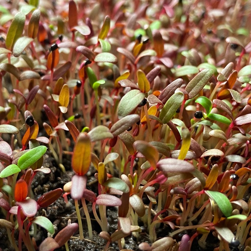 Young Red Amaranth seedlings growing in early stage