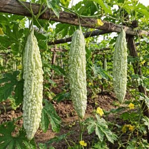 bitter gourd white fairy seeds with pale white bitter melon fruit, momordica charantia white bitter gourd close-up fresh harvest