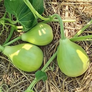 lagenaria siceraria green pear bottle gourd close-up harvest, bottle gourd green pear growing on climbing vine trellis