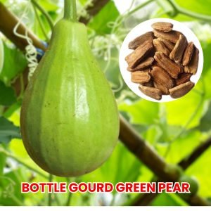 baby bottle gourd pear shape vegetable for container gardening, lagenaria siceraria green pear bottle gourd close-up harvest