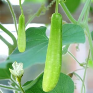 high yield slim angel bottle gourd for backyard gardening, long calabash gourd growing in home vegetable garden setup