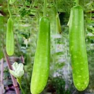 bottle gourd slim angel long cylindrical fruits growing on trellis, lagenaria siceraria slim long bottle gourd vegetable close-up