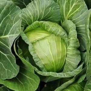 Cabbage MA Hybrid Seeds high-yield, compact green cabbage with firm heads. Ideal for home gardening, raised beds, and cool-season planting in the USA.