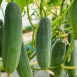 cucumber giant king f1 hybrid deep green cucumber fruits, cucumis sativus hybrid cucumber with thick crisp flesh