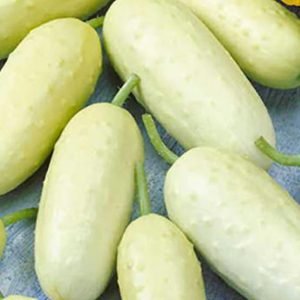 cucumber white madhuri f1 hybrid creamy white cucumber fruits, cucumis sativus white cucumber with crisp thick flesh