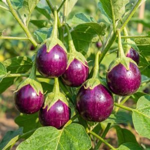 eggplant thai purple round ball seeds with shiny purple fruits