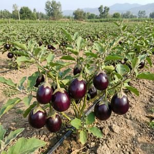 solanum melongena round purple thai brinjal seeds for planting