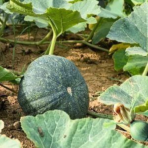 pumpkin sultan hybrid seeds with dark green pumpkin, cucurbita pumpkin seeds for planting