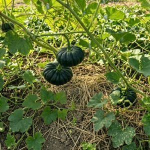 pumpkin thai black diamond seeds for planting