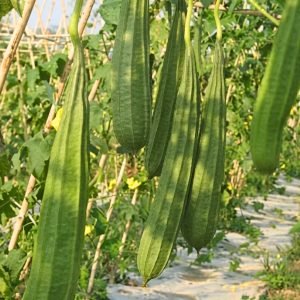 ridge gourd ma super seeds with light green fruits, luffa acutangula vegetable seeds