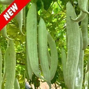 Snake gourd Orpita long white fruits hanging on vine, Fresh snake gourd growing on trellis in garden
