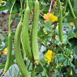 sponge gourd early bird seeds with light green fruits, luffa cylindrica vegetable growing in home garden