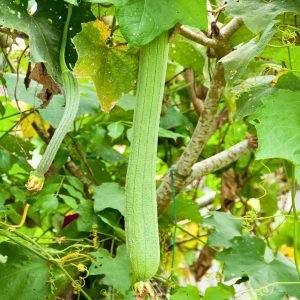 sponge gourd extra long seeds with giant green fruits, luffa cylindrica vegetable plant in home garden