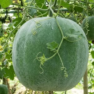 wax gourd jumbo seeds growing in garden, benincasa hispida round wax gourd