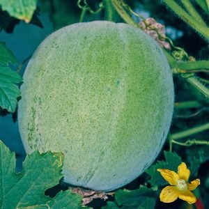 benincasa hispida round wax gourd