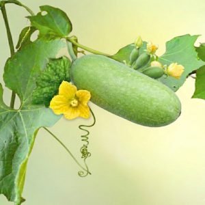 benincasa hispida wax gourd variety