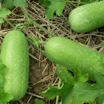 wax gourd thai baby doll seeds growing on vine, benincasa hispida wax gourd variety